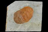 Fossil Leaf (Zizyphoides) - Montana #120843-1